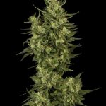 flavour-gang-sour-diesel-feminized-cannabis-seeds-2.jpg