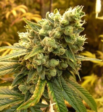 Flavour Gang - Sour Diesel - Feminized Cannabis Seeds