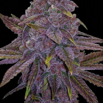 flavour-gang-sunset-sherbert-feminized-cannabis-seeds-2.jpg