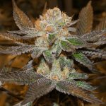 Flavour Gang - Sunset Sherbert - Feminized Cannabis Seeds