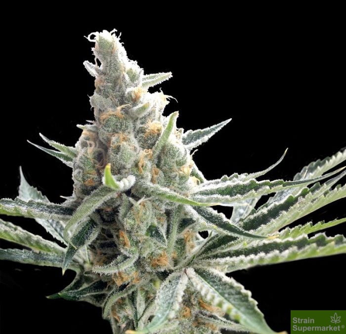 love-cannabis-tangie-feminized-cannabis-seeds.jpg