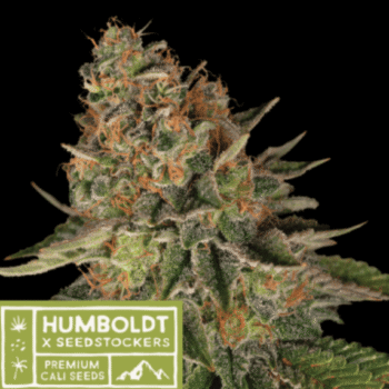Humboldt superior Blue Moby regular (SeedStockers Seeds)