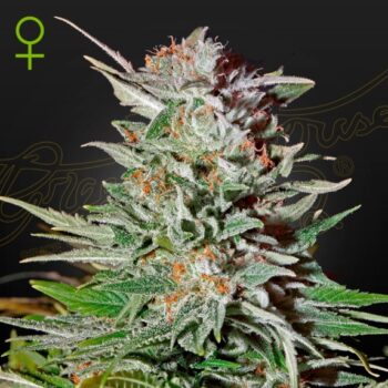 Super Lemon Haze Auto (Green House Seeds)