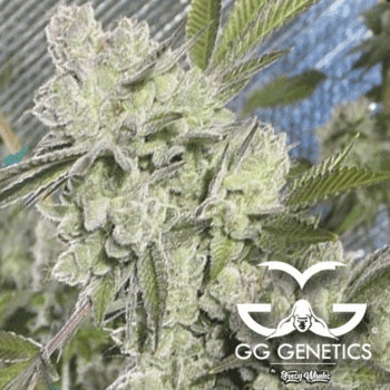 Original Glue aka GG4 Female Cannabis Seeds by GG Genetics