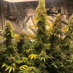 zlue-g-g-genetics-seeds.jpg