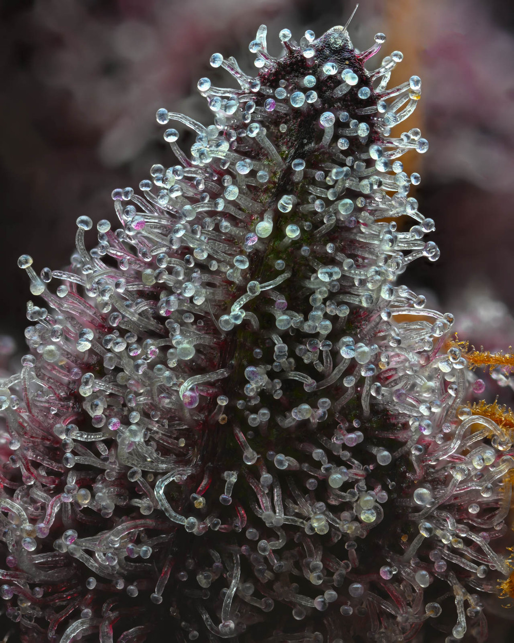 cherry-poppers-barneys-farm-seeds-feminized-4.jpg