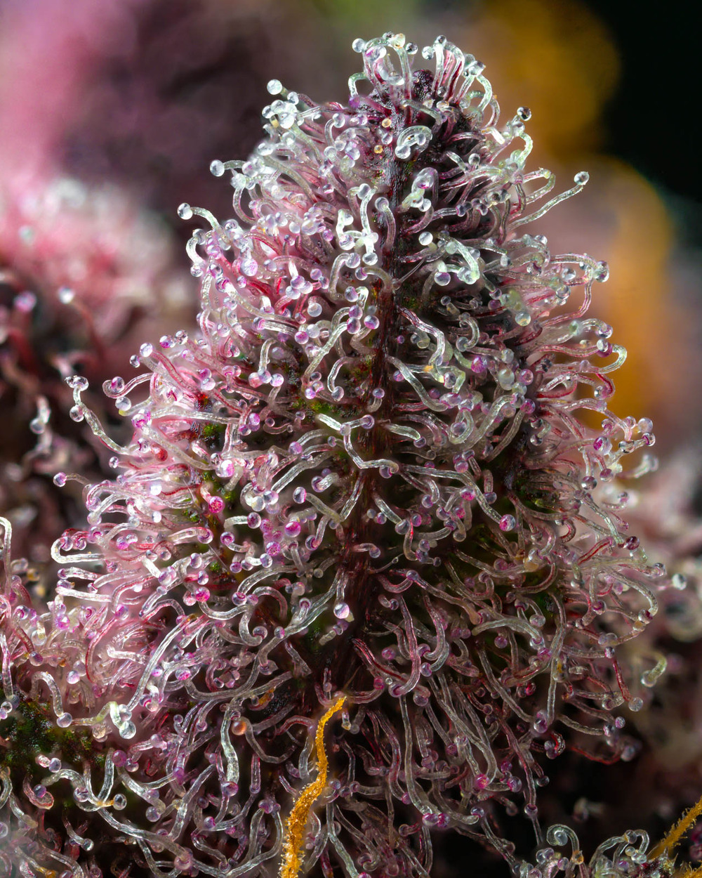 cherry-poppers-barneys-farm-seeds-feminized.jpg