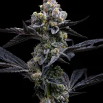 garlic-cookies-feminized-barneys-farm-seeds.webp