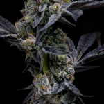 garlic-cookies-feminized-barneys-farm-seeds.webp