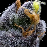 garlic-cookies-feminized-barneys-farm-seeds.webp