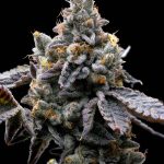 GMO Cookies Feminized Seeds (Barneys Farm)