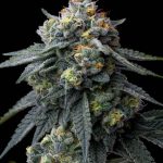 jealousy-feminized-barneys-farm.webp