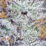 london-fog-strain-seeds-feminized.png