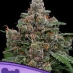 Sun of A Peach Feminized by Anesia Seeds