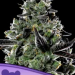 Violet Face Auto Feminized by Anesia Seeds