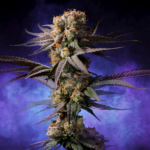 Auto Black Afghani (5 Auto Fem)