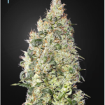Great White Shark - 5 Feminized Cannabis Seeds