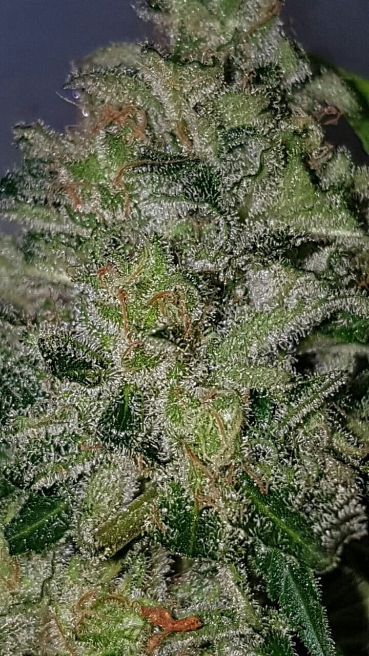 guava-feminized-cannabis-seeds-2.jpg