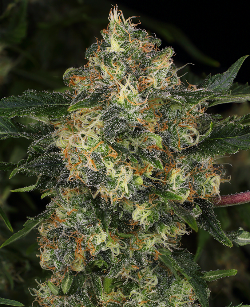 guava-feminized-cannabis-seeds.png