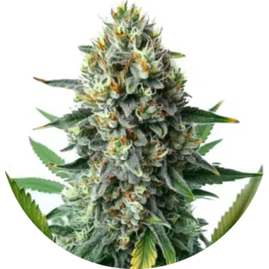 Triploid Seeds