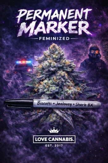 permanent marker strain feminized seeds love cannabis